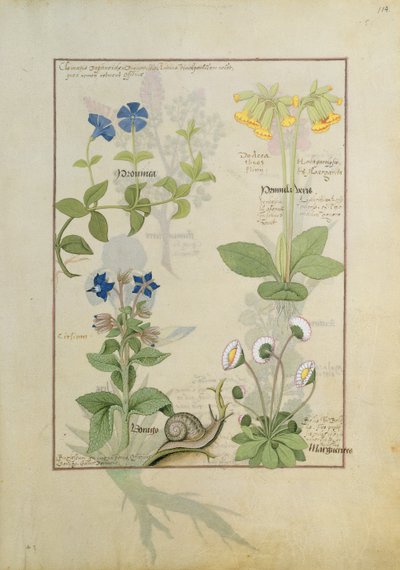 Clématite bleue ou Renoncule et Primevère. Rangée du bas Bourrache ou Myosotis et Marguerite - Robinet Testard